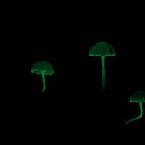 3 glowing mushrooms