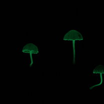 3 glowing mushrooms