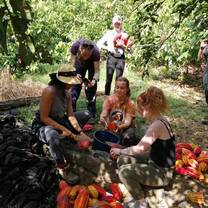 Cacao harvest