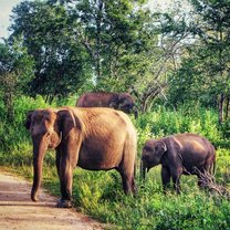 Udawalawe National Park