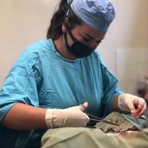 Assisting with neutering surgeries and improving my suturing skills.