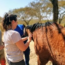 Treating unknown species - a resident horse who had a lump removal.