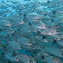 Fish school in costa rica