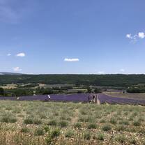 The lavender fields