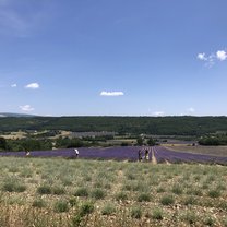 The lavender fields