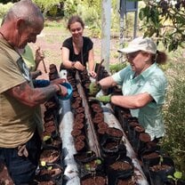 Planting indigenous plants