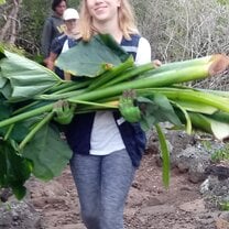 Feeding the Giant Tortoises 