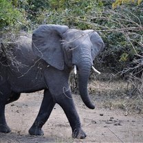 Joyful elephant on safari