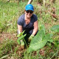 Transplanting “Elephant Ear” for feeding the Giant Tortoises