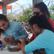 We caught, tagged, and released turtles. 