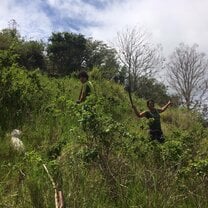 Planting native plants