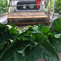 Morning harvest for feeding the Giant tortoises 