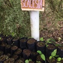 New plantings of native plants