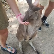 Feeding a kangaroo at the Australia Zoo