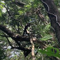 Monkeys!!!