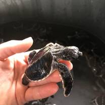 Turtle health care
