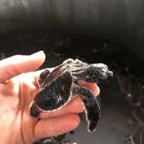 2 week old turtle being cleaned Turtle health care