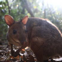 A rainforest wallaby named Missy who I got to meet and get to know at Sheoak Ridge 