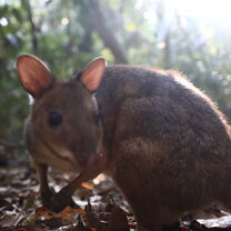 A rainforest wallaby named Missy who I got to meet and get to know at Sheoak Ridge