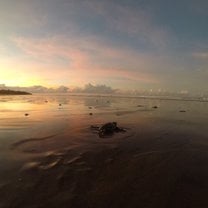This is a photo of a baby turtle that we were releasing at sunrise in Costa Rica when working with CIRENAS
