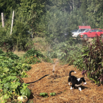 toby in the pumpkin patch!