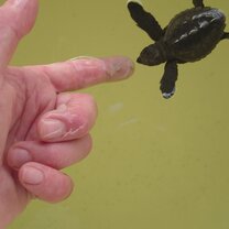 Make a BIG difference to baby sea turtles!