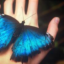 Butterfly in Mariposario - La Fortuna