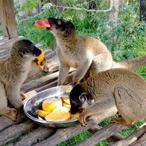 Lemur Conservation in Madagascar with GoEco