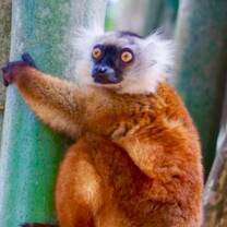 Lemur Conservation in Madagascar with GoEco