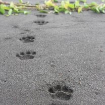 This is a photo I took on jag walk of a young jags paw prints.
