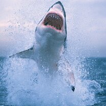 Great White Shark Conservation in South Africa with GoEco Top Volunteer Projects in South Africa with GoEco