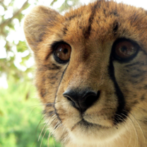 Wildlife Rehabilitation Center in South Africa with GoEco Top Volunteer Projects in South Africa with GoEco