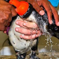 Penguin and Seabird Sanctuary in South Africa with GoEco Top Volunteer Projects in South Africa with GoEco