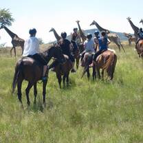 On a horse safari
