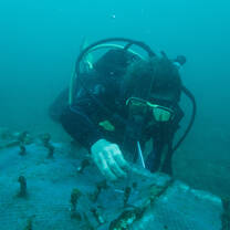Planting Coral in the nursery
