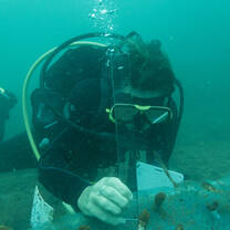 planting coral in the nursery
