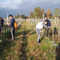 Working at a vineyard in Italy