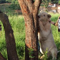Excursions - Walking with Lions Excursions - Walking with Lions
