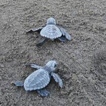 Olive Ridley hatchlings
