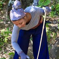 Working with Lahau tribe cutting bambu trees 
