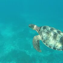 Sea Turtle The wildife is extremely friendly and curious, often coming right next to you.