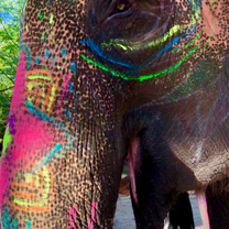 I got to paint on an elephant!!! 