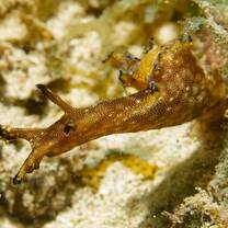 Helping to develop an understanding of the macro environment which exists in the Caribbean with volunteers from the Caribbean Reef Buddy volunteer program