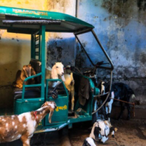 Goats in a todo. Amazing photographic description of what this city is like full of animals and todos/auto rickshaws 