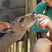 Volunteer interacting with animal