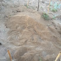 One of many turtle nests found 