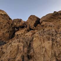 A family of ibex not 10 feet away in a park in Ein Gedi