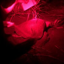 Turtle laying her egg We saw turtles lay their eggs on our night walks and then we retrieved them and placed on a fenced in "hatchery" on the beach so they would be protected.