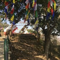 Monkeys swinging from prayer flags at Swayambhu (a famous stupa in Kathmandu)