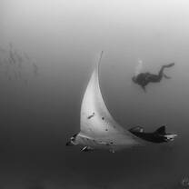 Manta Ray